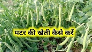 Matar Ki Kheti Kaise Kare: मटर की खेती कैसे करें