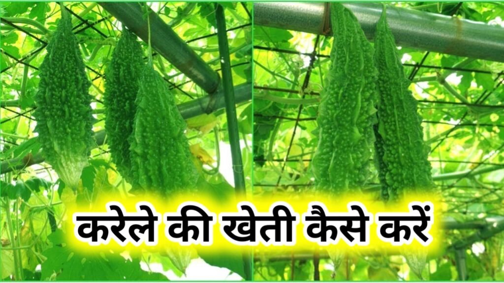 Karela Ki Kheti Kaise Karen: करेला की खेती कैसे करें