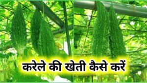 Karela Ki Kheti Kaise Karen: करेला की खेती कैसे करें
