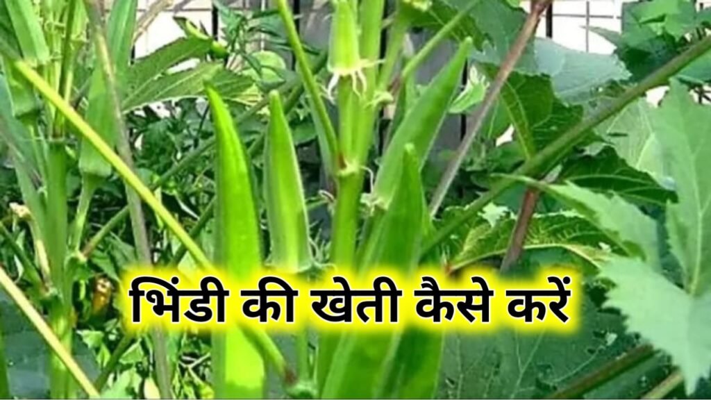 Bhindi Ki Kheti Kaise Karen: भिंडी की खेती कैसे करें