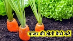 Carrot Farming: गाजर की खेती कैसे करें