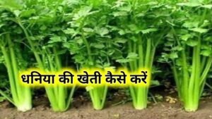 Dhaniya Ki Kheti Kaise Karen: धनिया की खेती कैसे करें