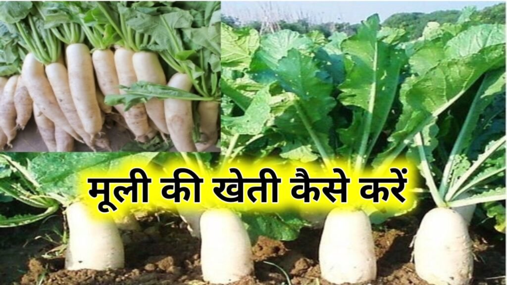 Muli Ki Kheti Kaise Karen: मूली की खेती कैसे करें