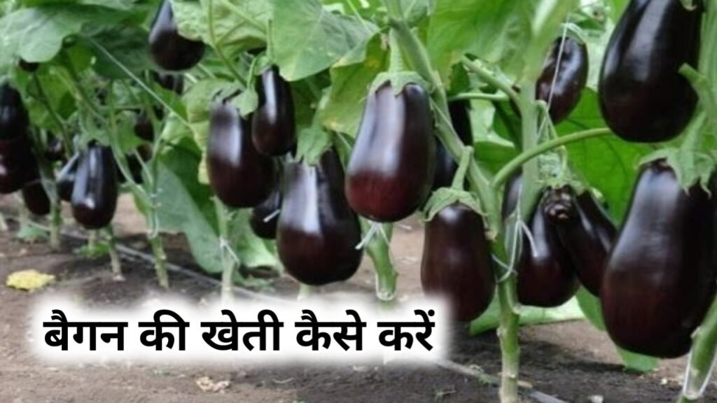 Brinjal Farming: बैगन की खेती कैसे करें