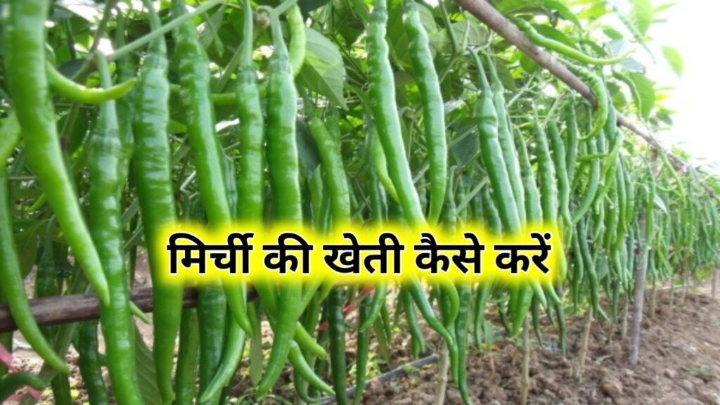 Chilli Farming: मिर्ची की खेती कैसे करें