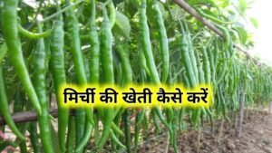 Chilli Farming: मिर्ची की खेती कैसे करें
