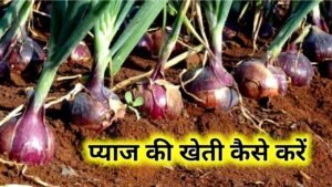 Onion Farming: प्याज की खेती कैसे करें