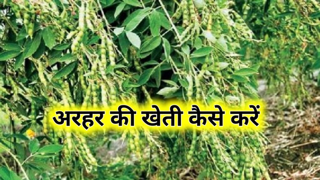 Arhar Ki Kheti Kaise Karen: अरहर की खेती कैसे करें