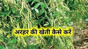 Arhar Ki Kheti Kaise Karen: अरहर की खेती कैसे करें