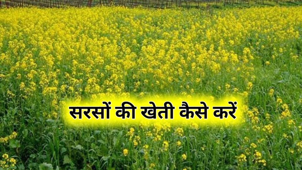 Sarso Ki Kheti Kaise Karen: सरसों की खेती कैसे करें