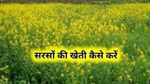 Sarso Ki Kheti Kaise Karen: सरसों की खेती कैसे करें