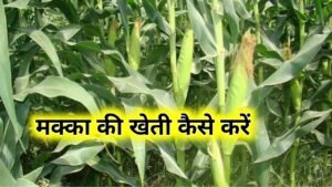 Makka Ki Kheti Kaise Karen: मक्का की खेती कैसे करें