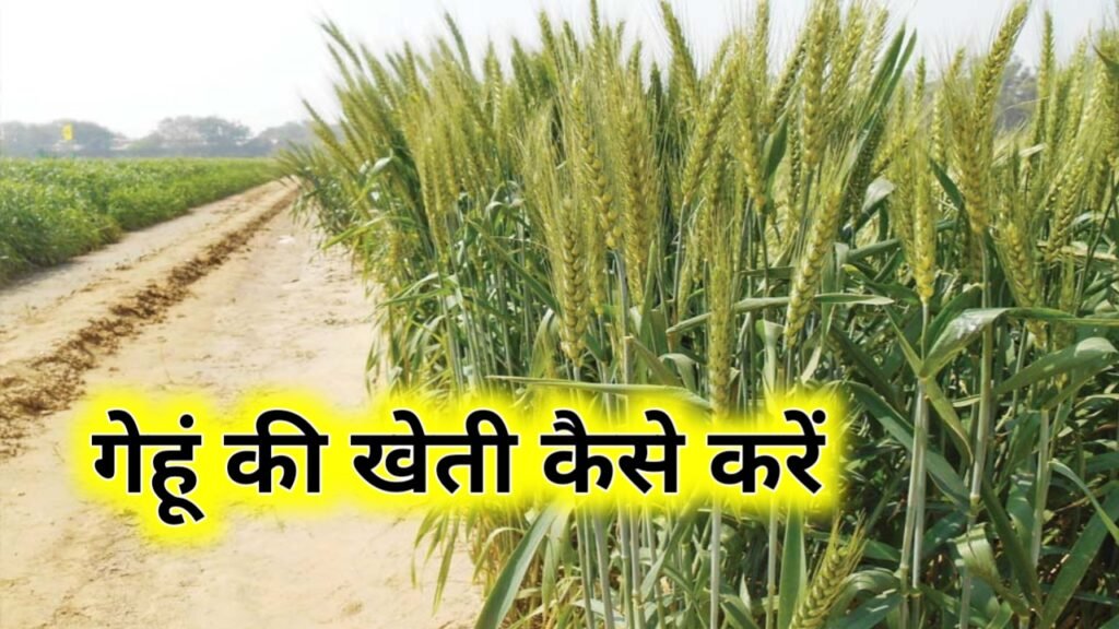 Gehu Ki Kheti Kaise Karen: गेहूं की खेती कैसे करें