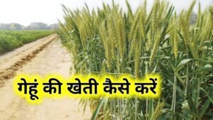 Gehu Ki Kheti Kaise Karen: गेहूं की खेती कैसे करें