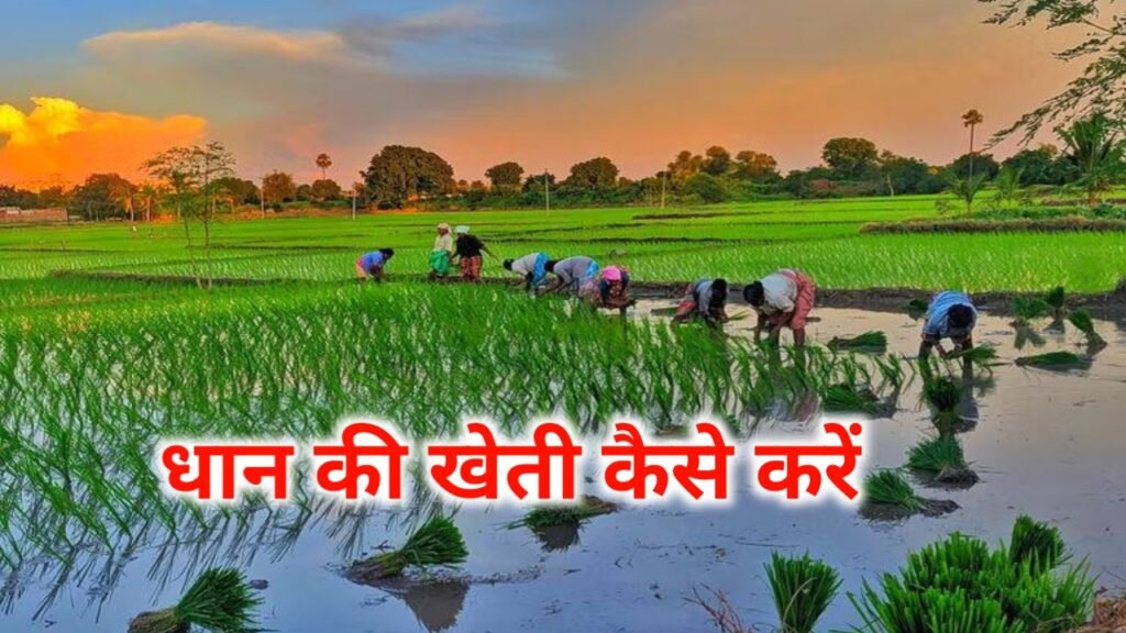 Dhan Ki Kheti Kaise Karen: धान की खेती कैसे करें